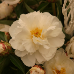 Peony 'Couronne d'Or'
