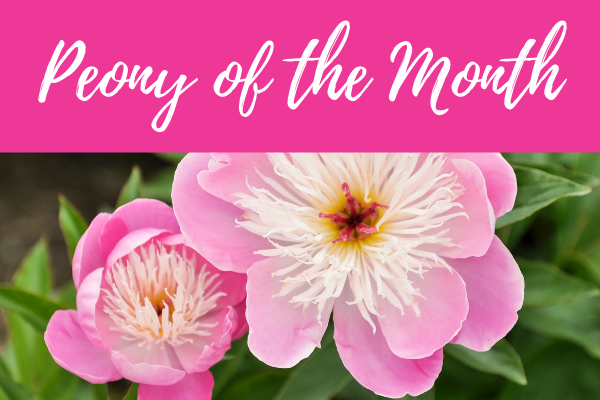 peony of the month